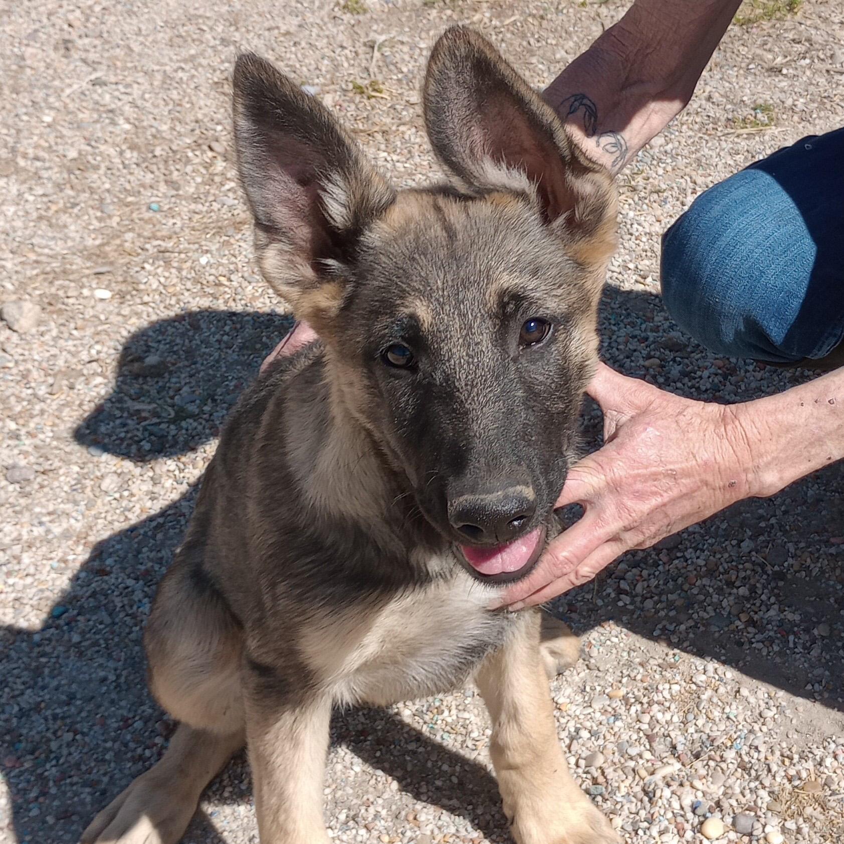 Madden, adopted, Young Male Dutch Shepherd & Belgian Shepherd / Malinois.
