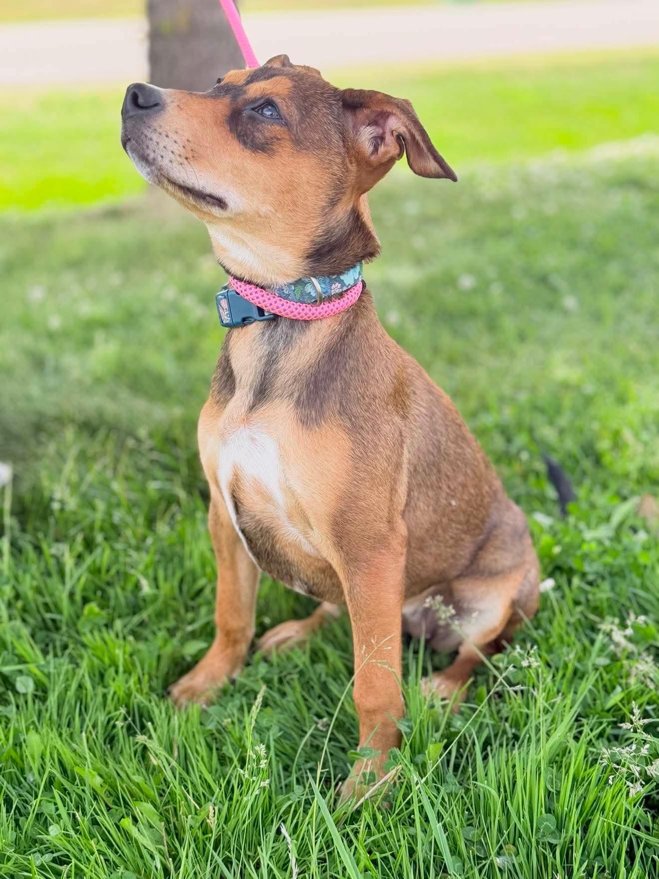 River the Mixed Breed Puppy, a Adoptable mixed breed in Muskego, WI image 4/6