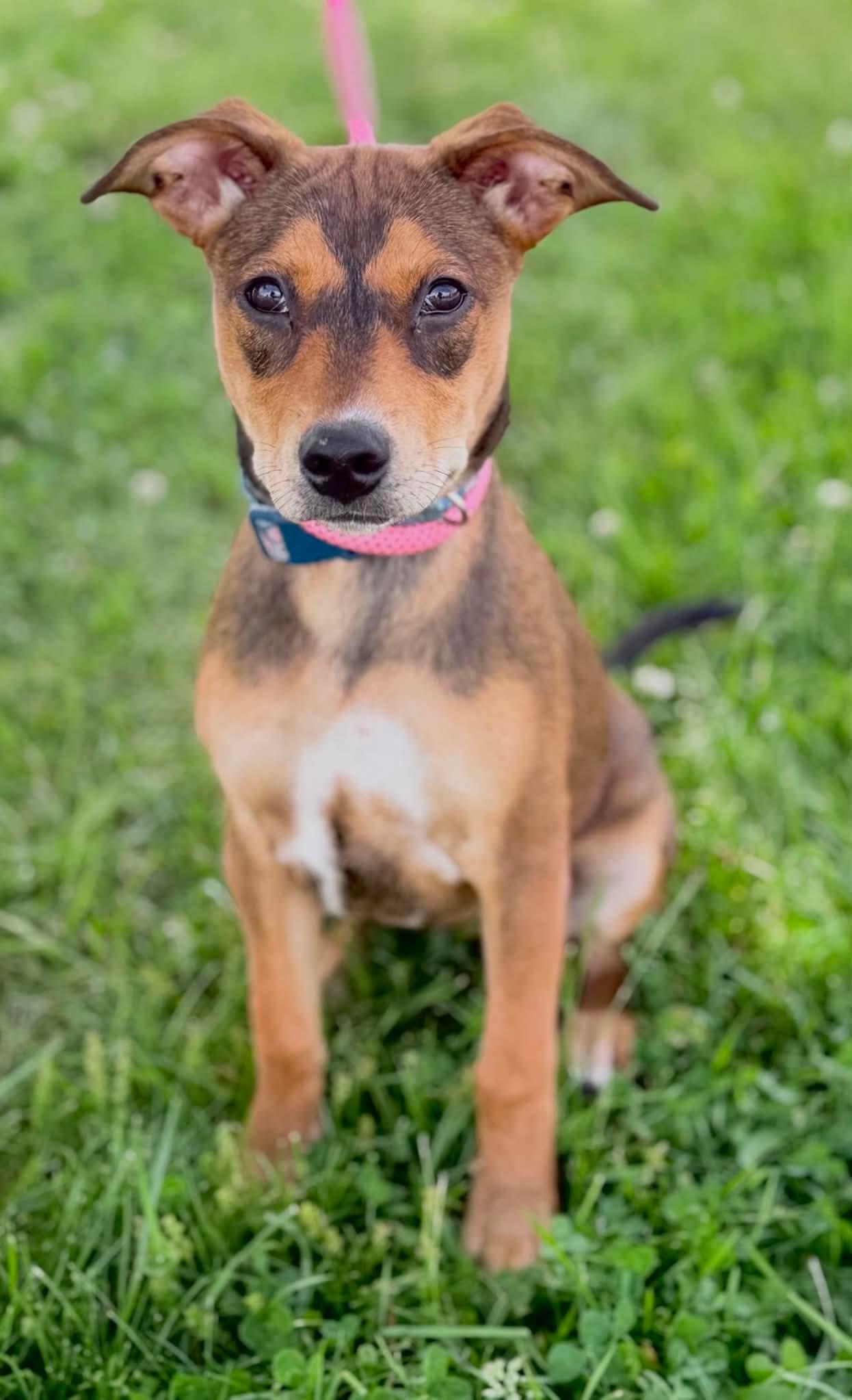 River the Mixed Breed Puppy, a Adoptable mixed breed in Muskego, WI image 3/6