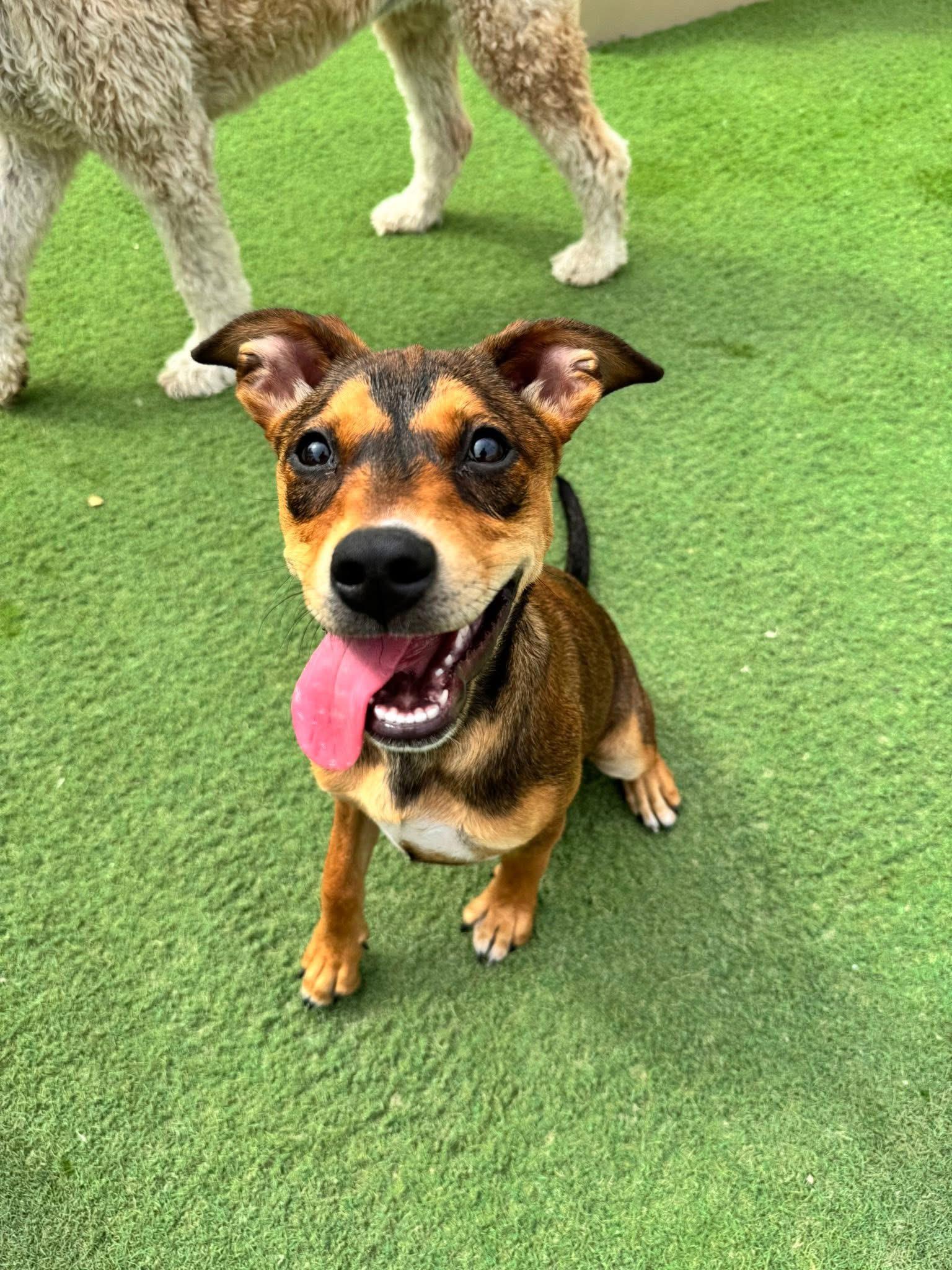 River the Mixed Breed Puppy, a Adoptable mixed breed in Muskego, WI image 1/6