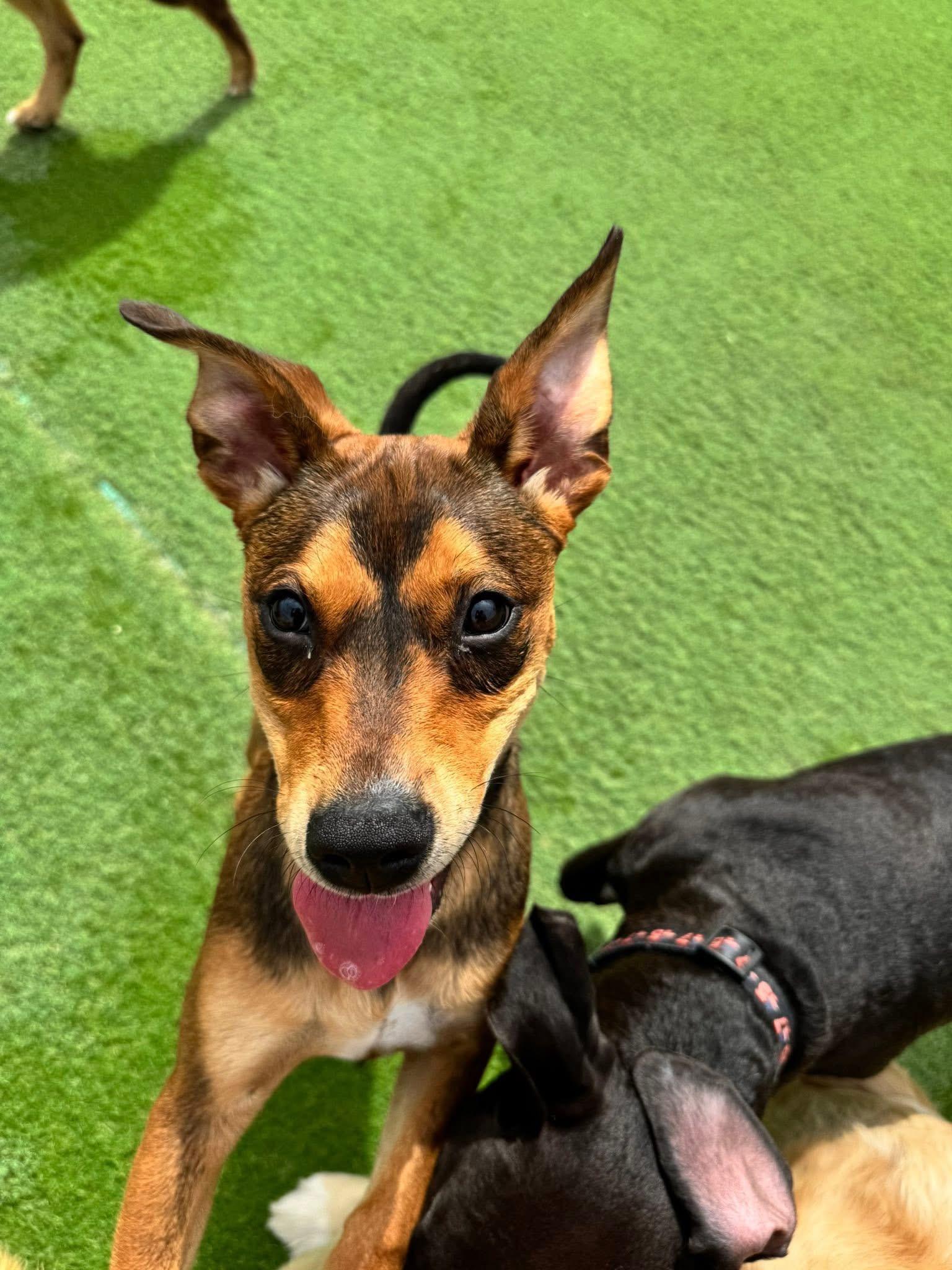 River the Mixed Breed Puppy, a Adoptable mixed breed in Muskego, WI image 6/6