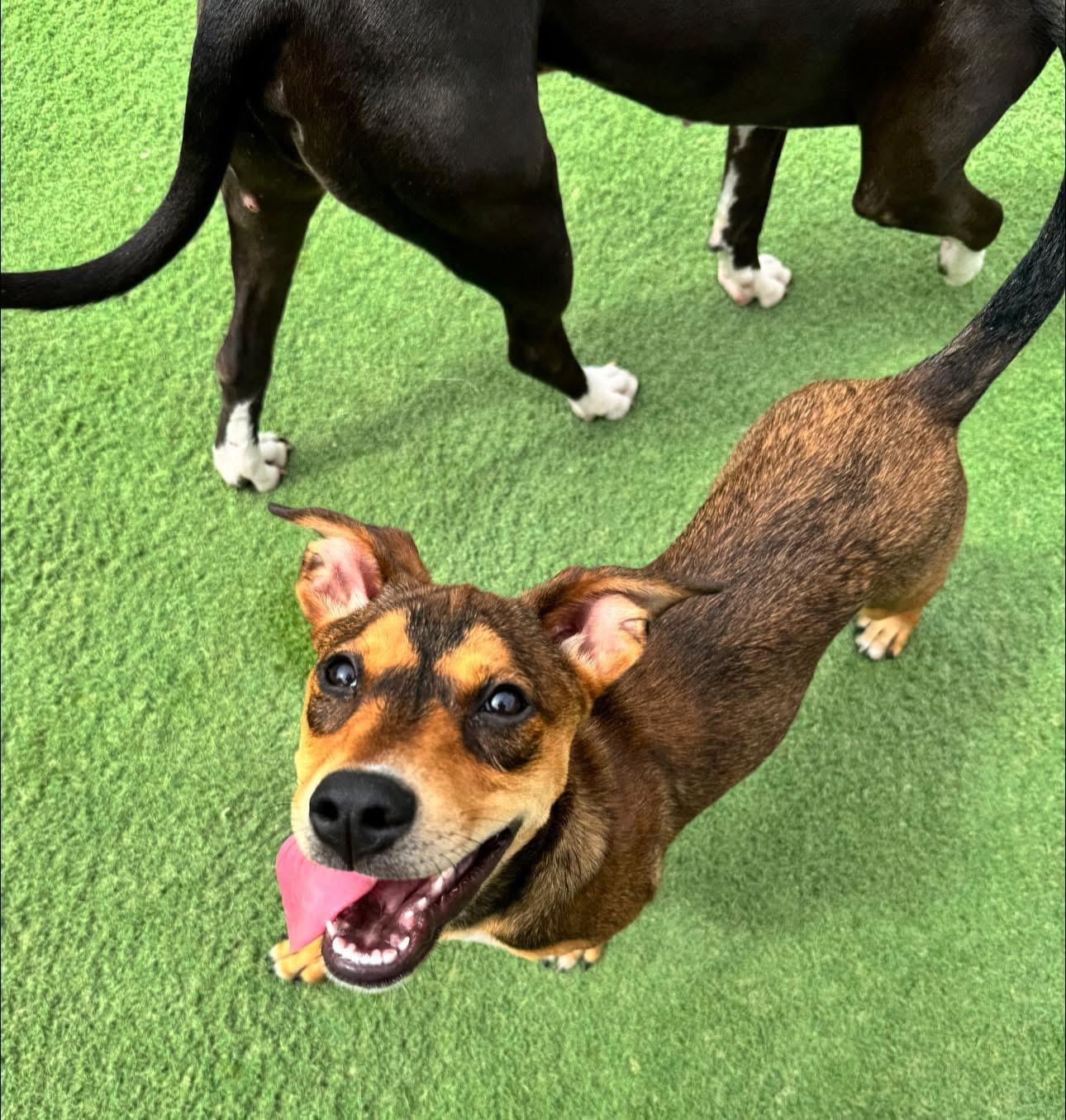 River the Mixed Breed Puppy, a Adoptable mixed breed in Muskego, WI image 5/6