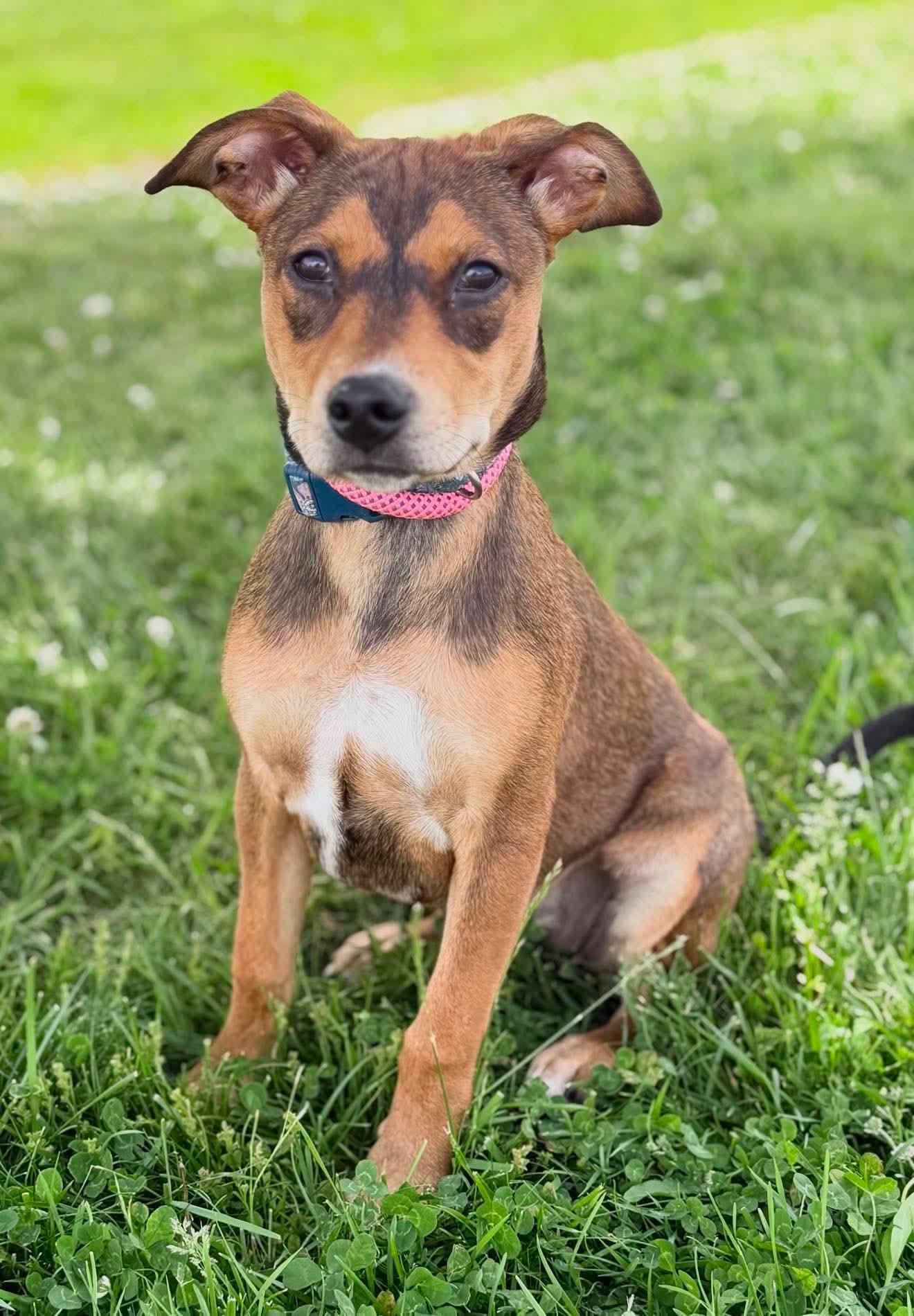 River the Mixed Breed Puppy, a Adoptable mixed breed in Muskego, WI image 2/6