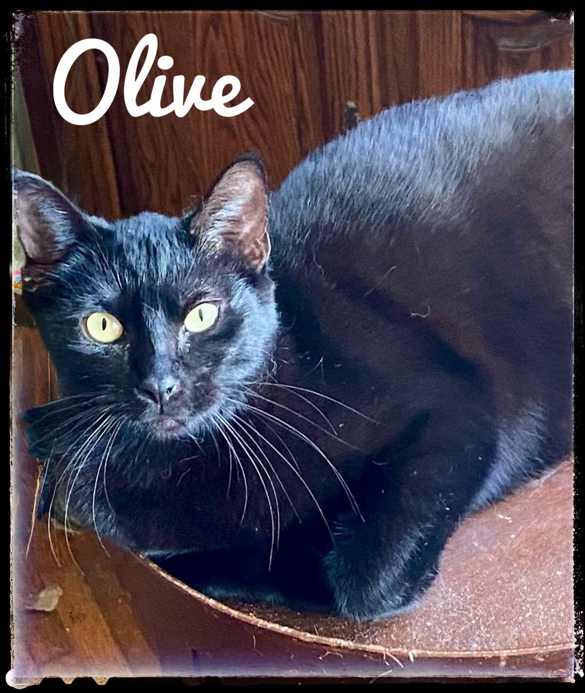 Olive, Adoptable, Young Female Domestic Short Hair.