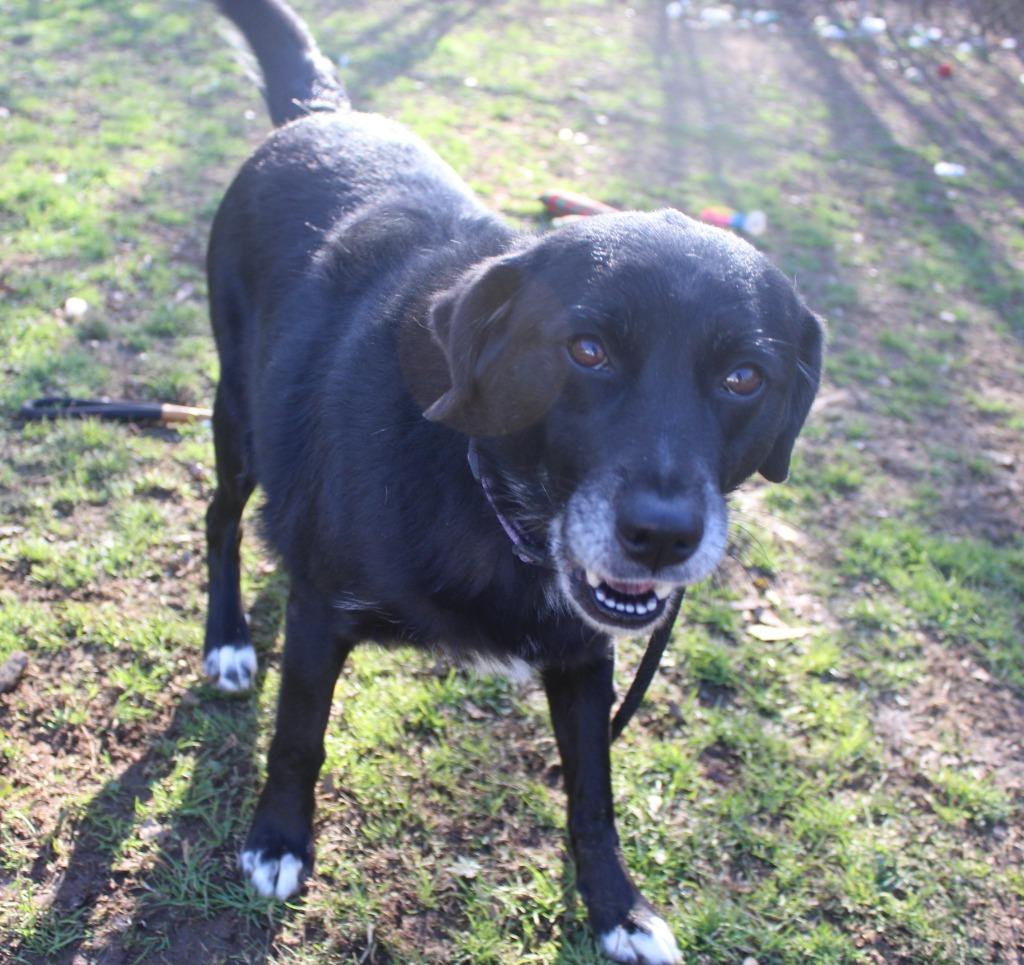 Sugar, Adopted, Adult Female Labrador Retriever.
