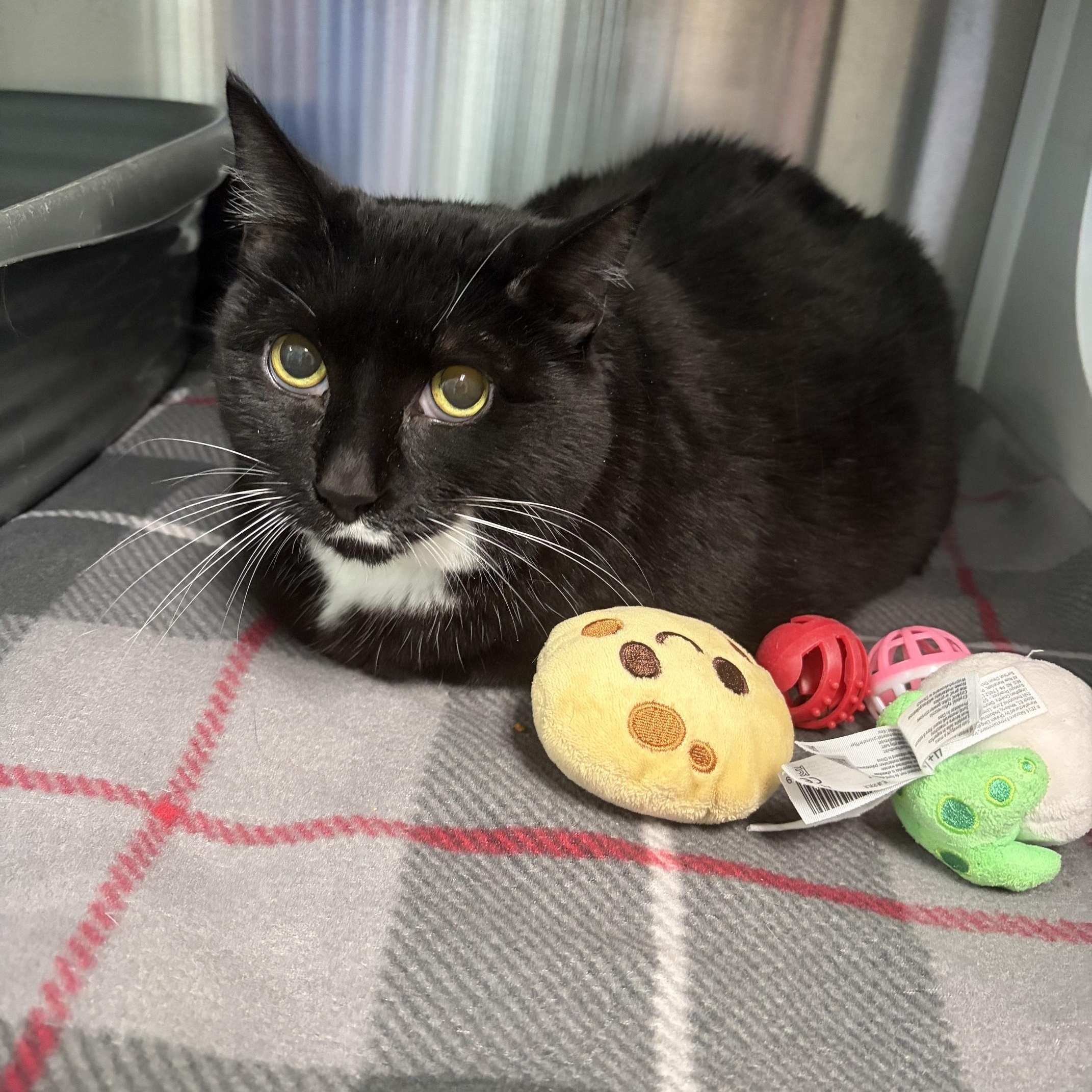 Enlarge Zoey, a ADOPTABLE Domestic Short Hair in Seneca, PA image 1/1