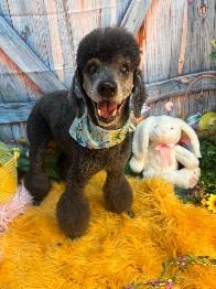 Enlarge FINLEY, a ADOPTABLE Poodle in Melbourne, FL image 1/1
