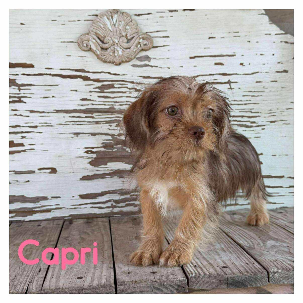 Nathalie's Capri TX, a Adopted Terrier in Boonton, NJ image 2/2