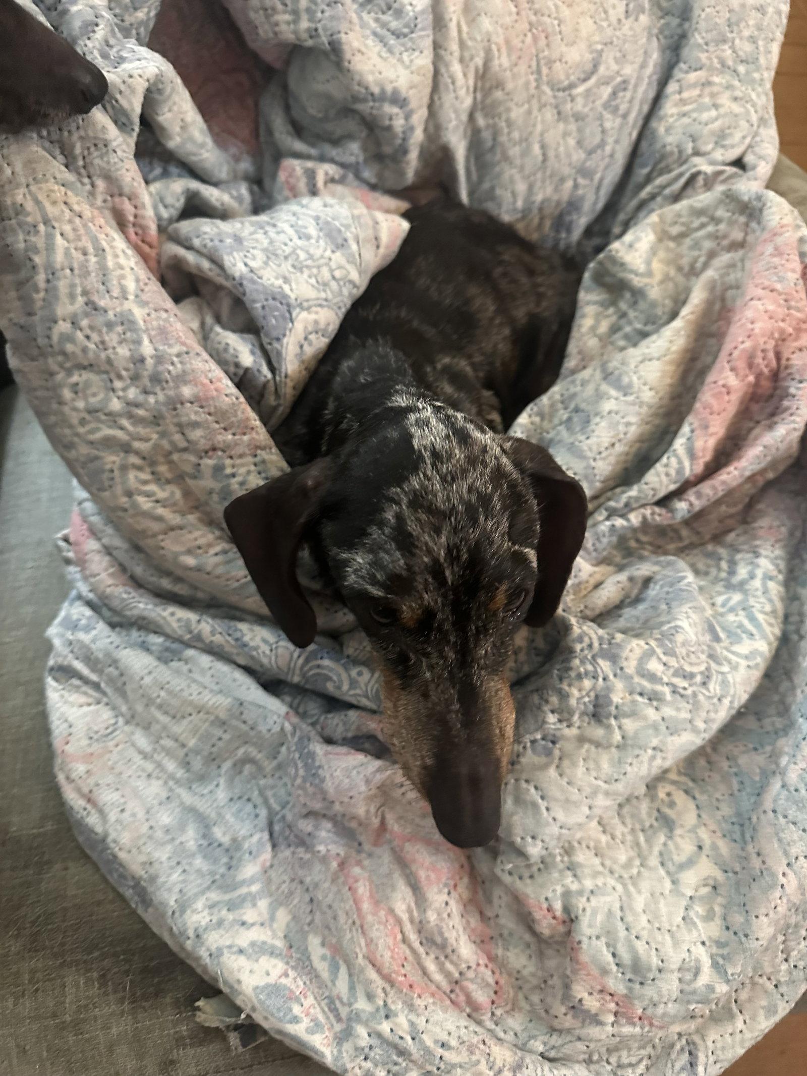 Link, Adoptable, Senior Male Dachshund.