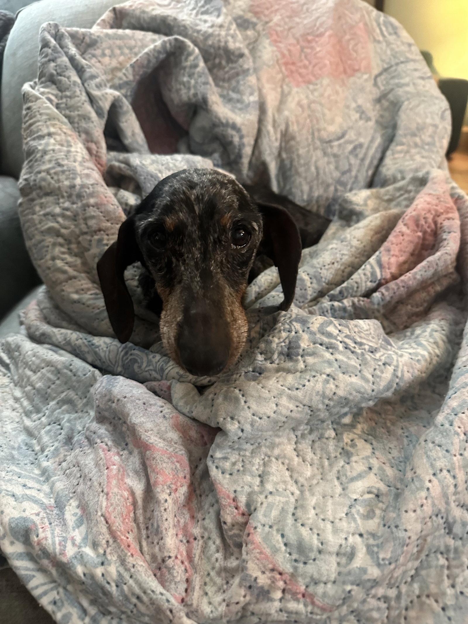 Link, a Adoptable Dachshund in Pearland, TX image 2/3