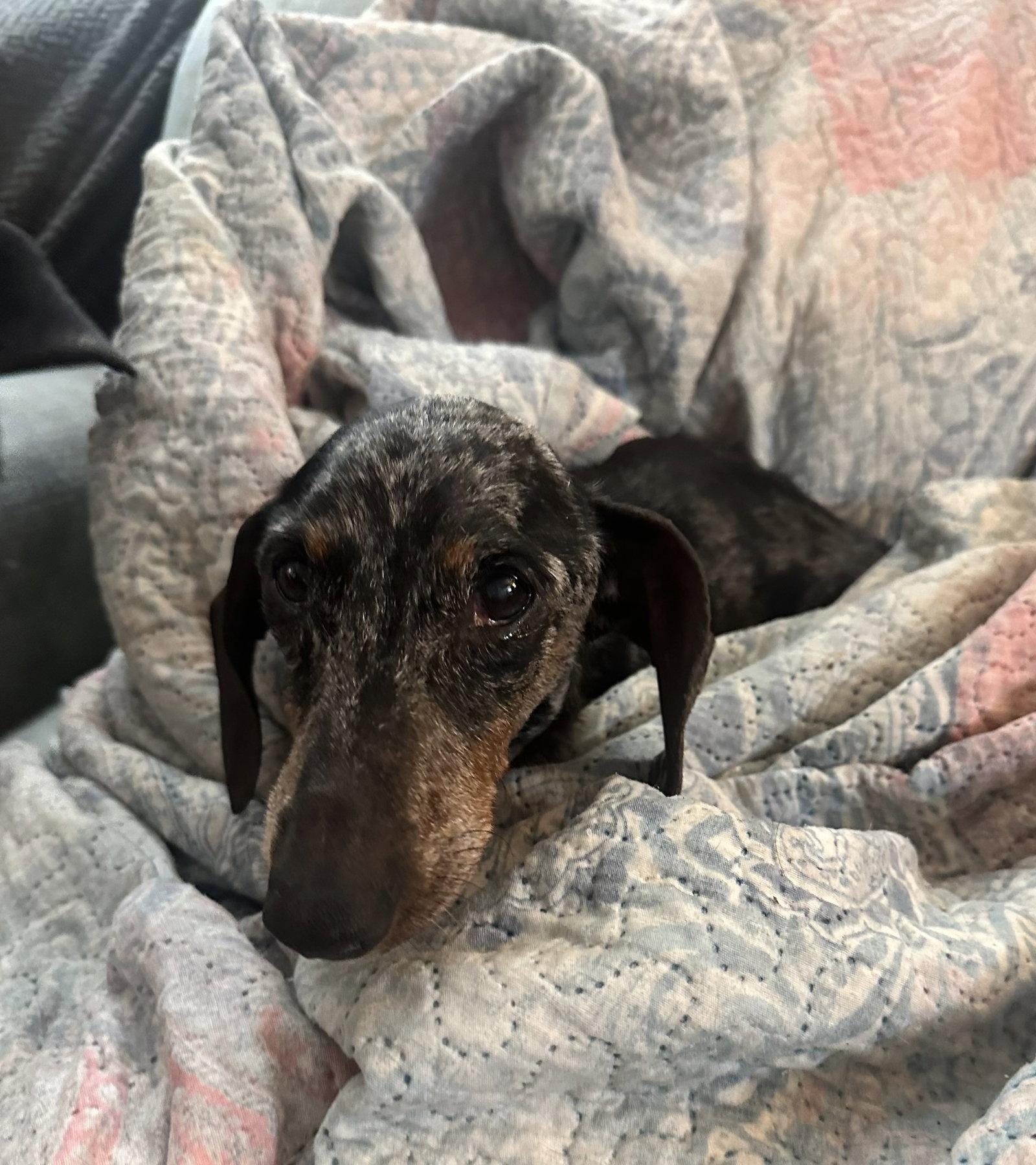 Link, a Adoptable Dachshund in Pearland, TX image 3/3