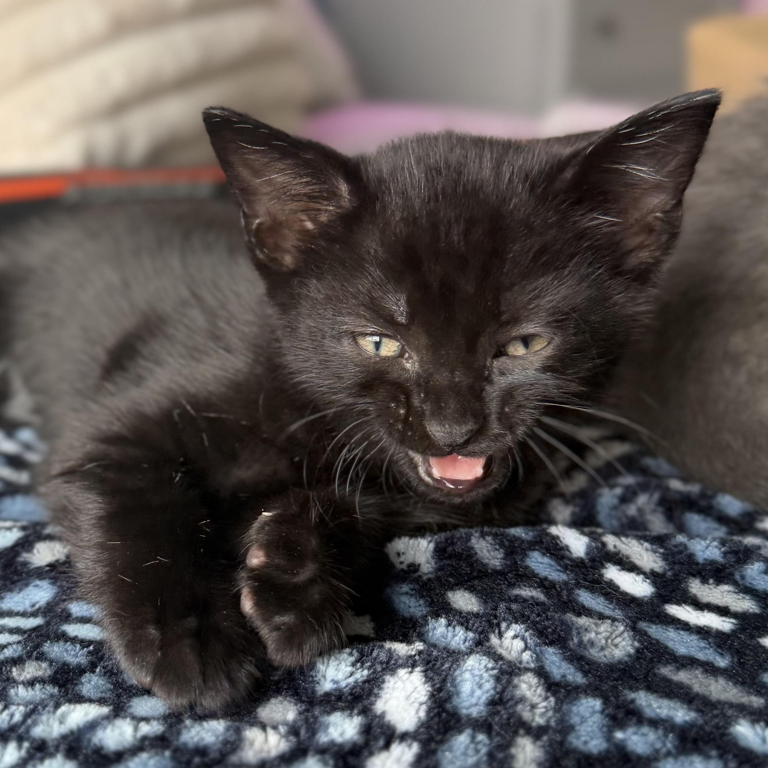 Bobby, Adoptable, Kitten Male Domestic Short Hair.