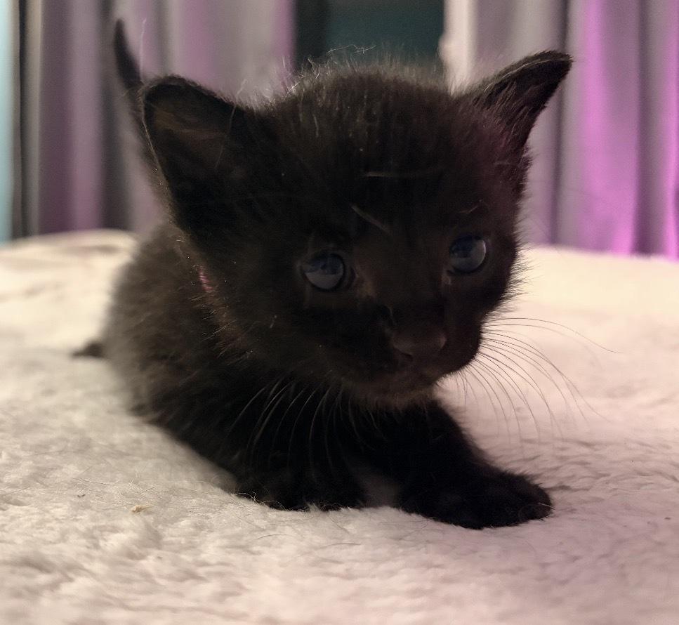 Enlarge Bobby, a Adoptable Domestic Short Hair in Naperville, IL image 2/2