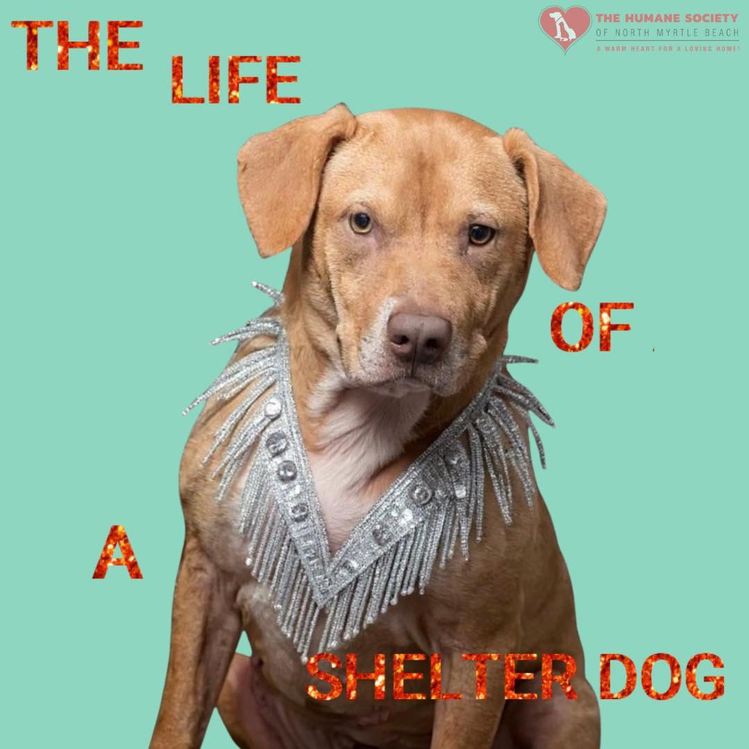 Ellie/Juno, an adoptable Mixed Breed in North Myrtle Beach, SC, 29582 | Photo Image 4