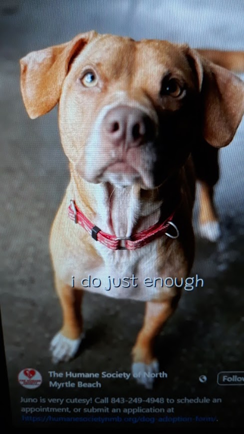 Ellie/Juno, an adoptable Mixed Breed in North Myrtle Beach, SC, 29582 | Photo Image 6