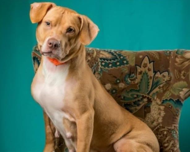 Ellie/Juno, Adult Female Mixed Breed