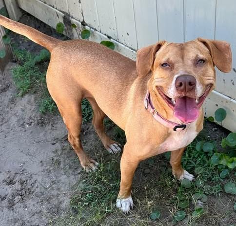 Ellie/Juno, an adoptable Mixed Breed in North Myrtle Beach, SC, 29582 | Photo Image 5