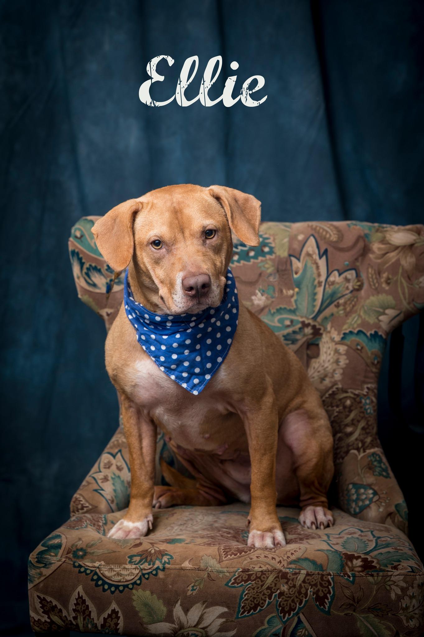 Ellie/Juno, an adoptable Mixed Breed in North Myrtle Beach, SC, 29582 | Photo Image 2
