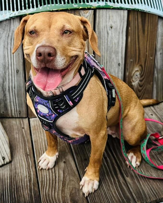 Ellie/Juno, an adoptable Mixed Breed in North Myrtle Beach, SC, 29582 | Photo Image 3