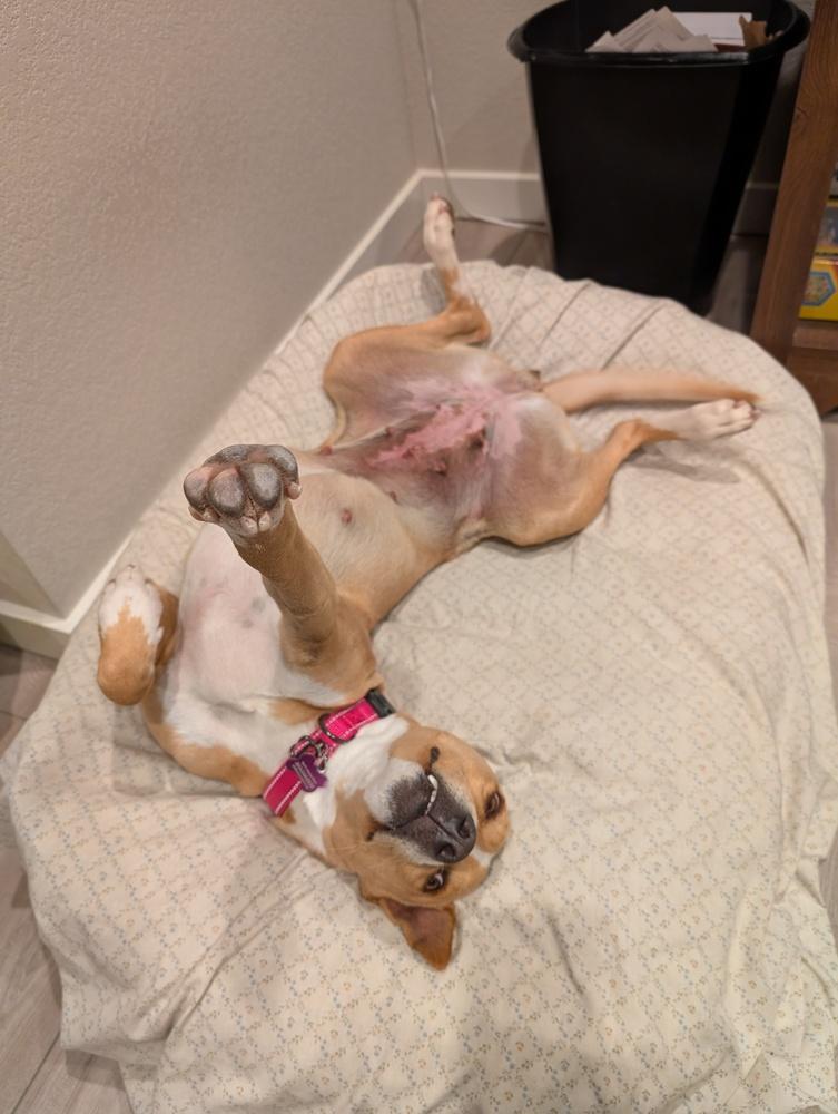 Enlarge Samantha, a Adoptable mixed breed in Colorado Springs, CO image 1/6