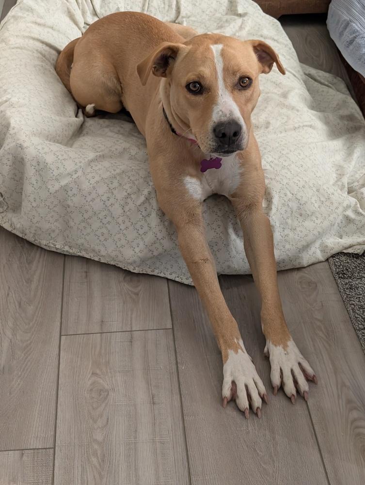 Enlarge Samantha, a Adoptable mixed breed in Colorado Springs, CO image 2/6