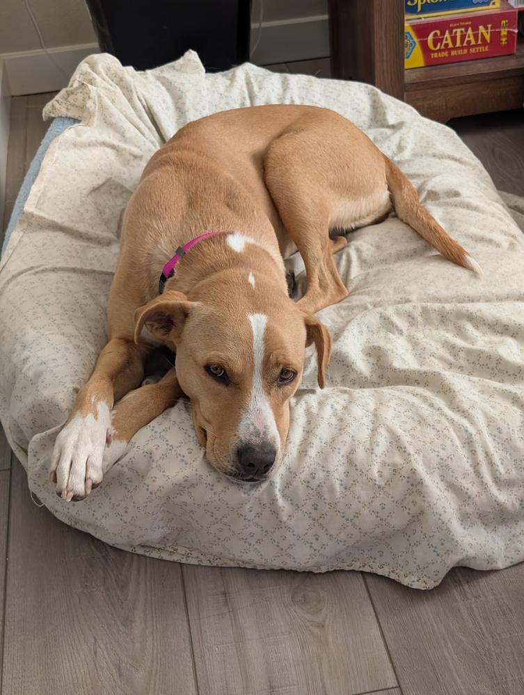 Enlarge Samantha, a Adoptable mixed breed in Colorado Springs, CO image 3/6