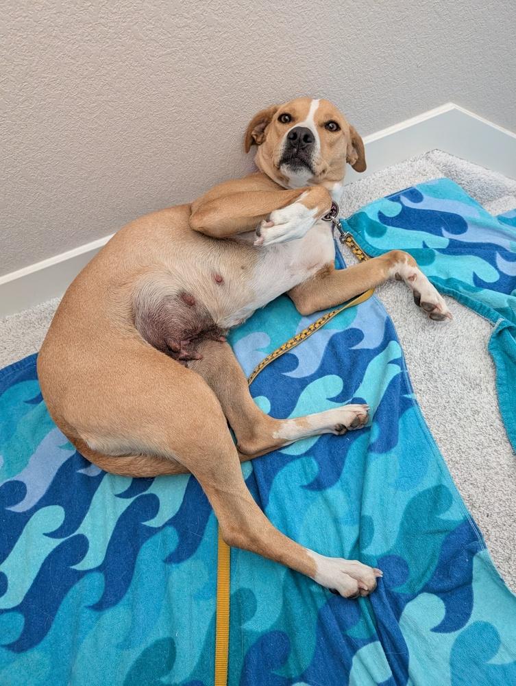 Enlarge Samantha, a Adoptable mixed breed in Colorado Springs, CO image 4/6