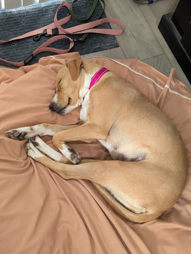 Enlarge Samantha, a Adoptable mixed breed in Colorado Springs, CO image 5/6