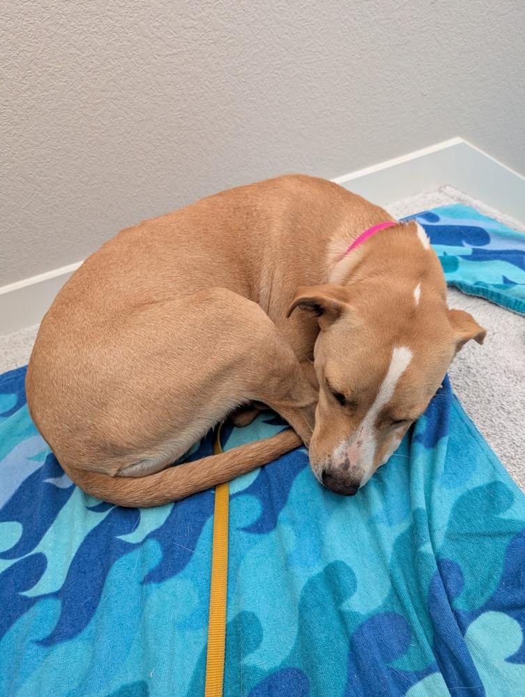 Enlarge Samantha, a Adoptable mixed breed in Colorado Springs, CO image 6/6