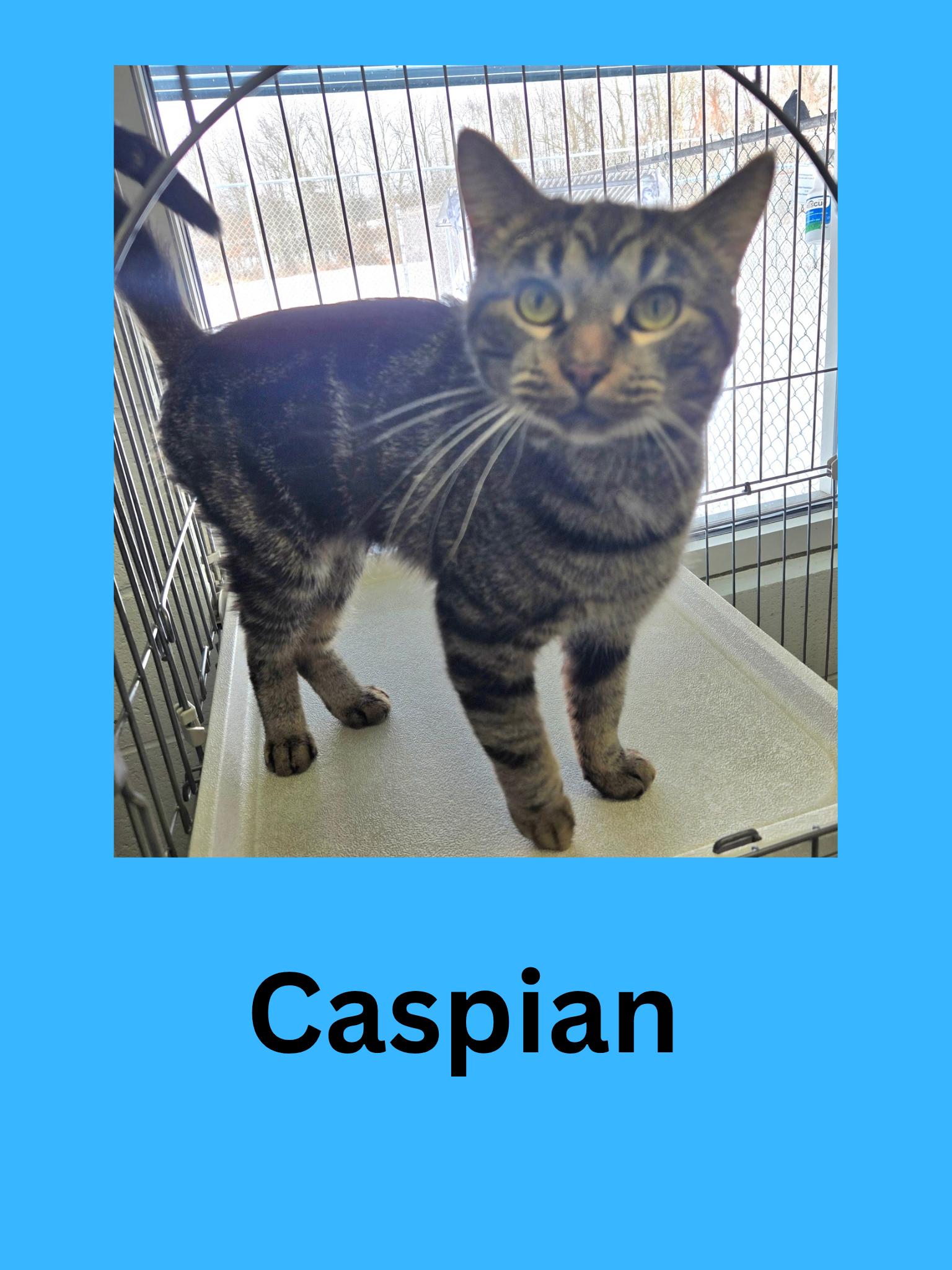 Enlarge Caspian, an adopted Domestic Short Hair in Ravenna, OH image 1/1
