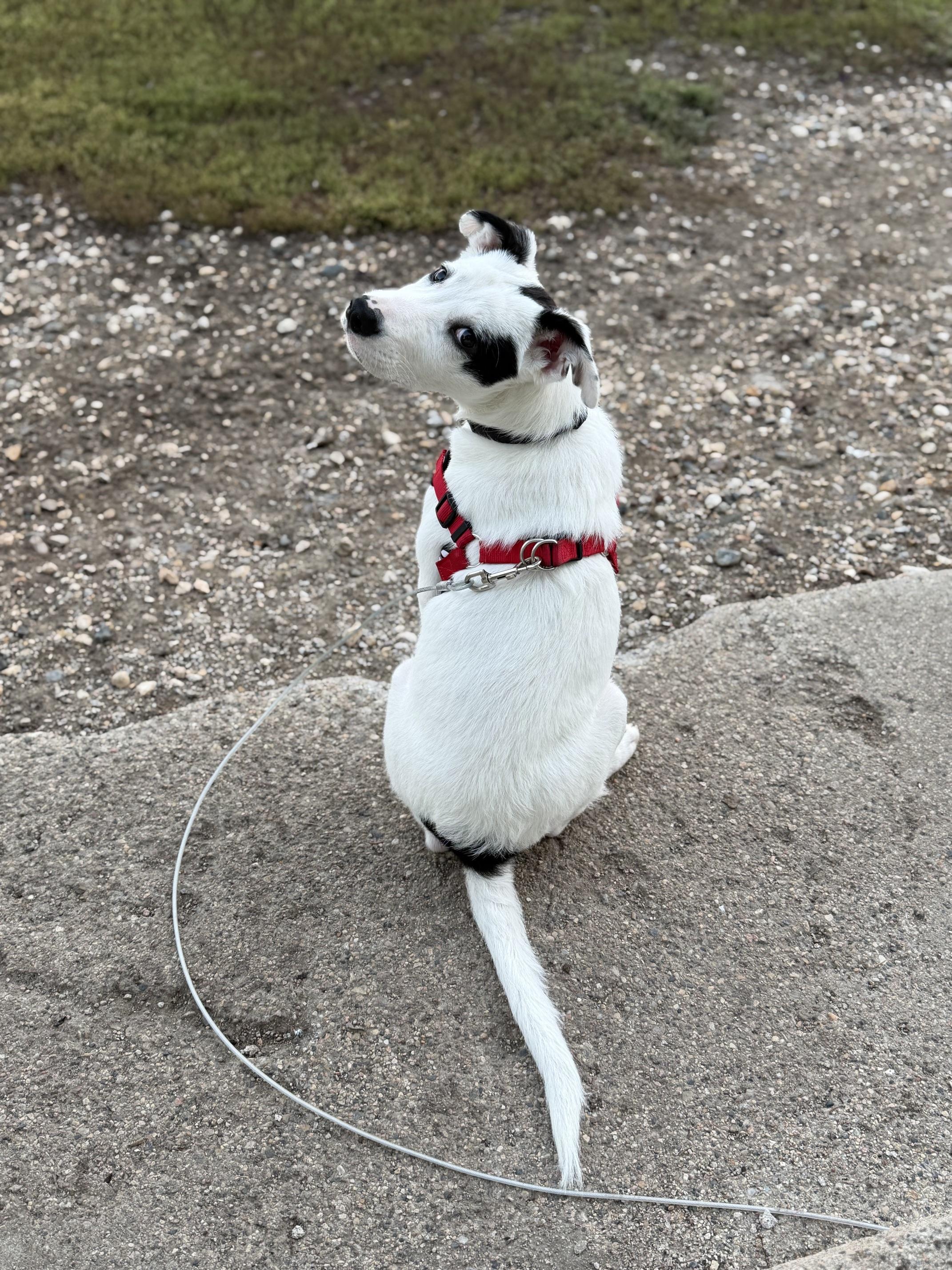 Enlarge Domino, a Adoptable Mixed Breed in Saskatoon, SK image 4/6