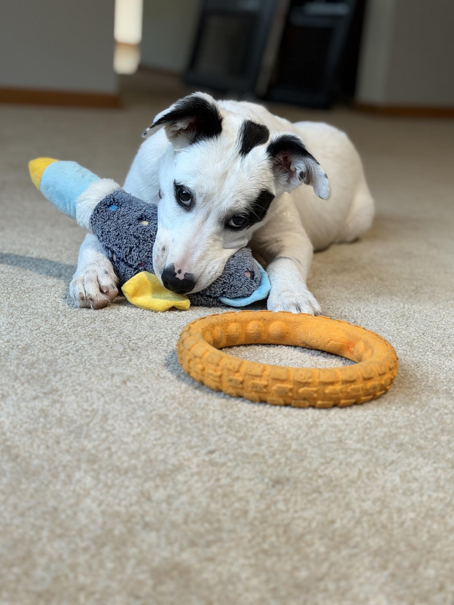 Enlarge Domino, a Adoptable Mixed Breed in Saskatoon, SK image 3/6