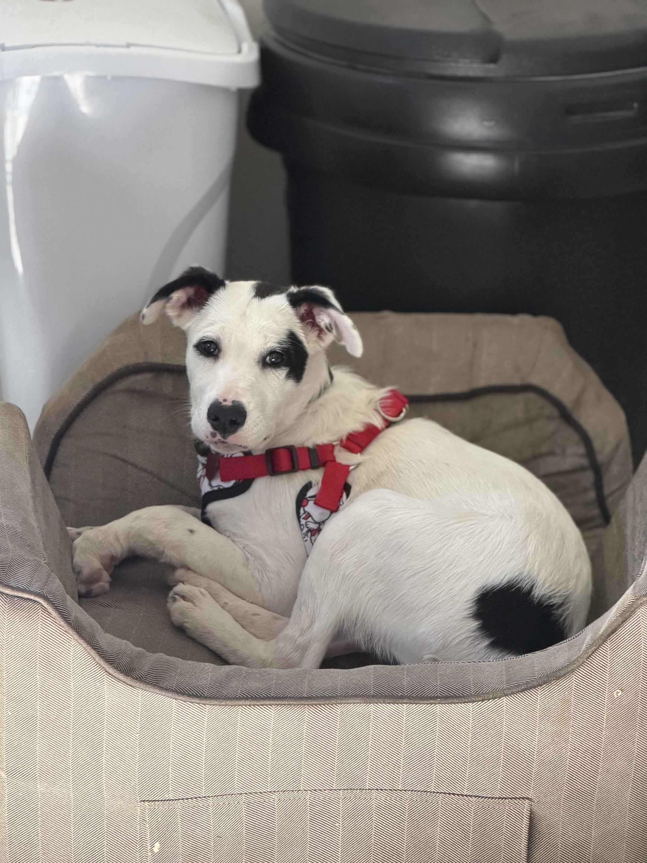 Enlarge Domino, a Adoptable Mixed Breed in Saskatoon, SK image 5/6