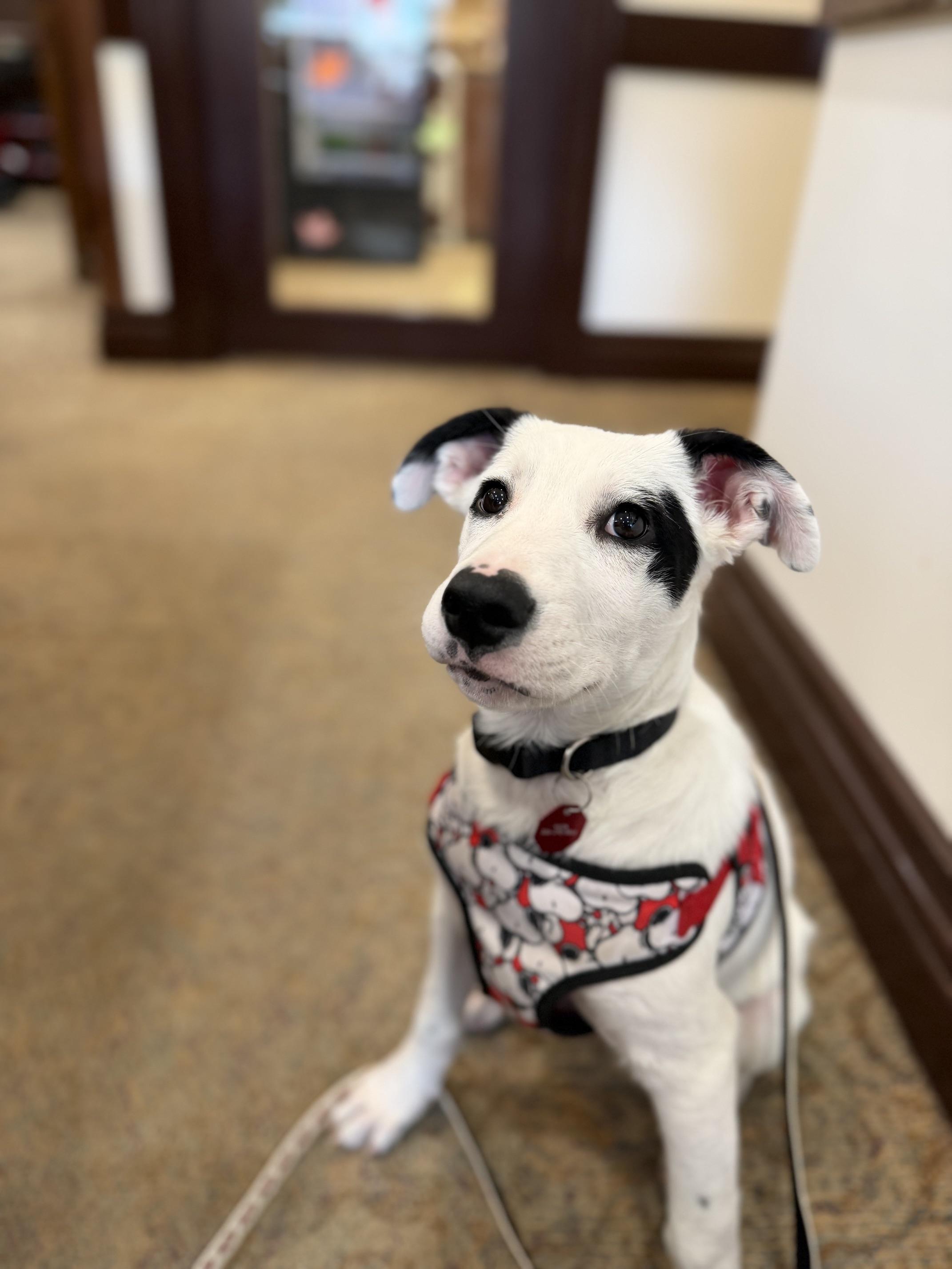Enlarge Domino, a Adoptable Mixed Breed in Saskatoon, SK image 1/6