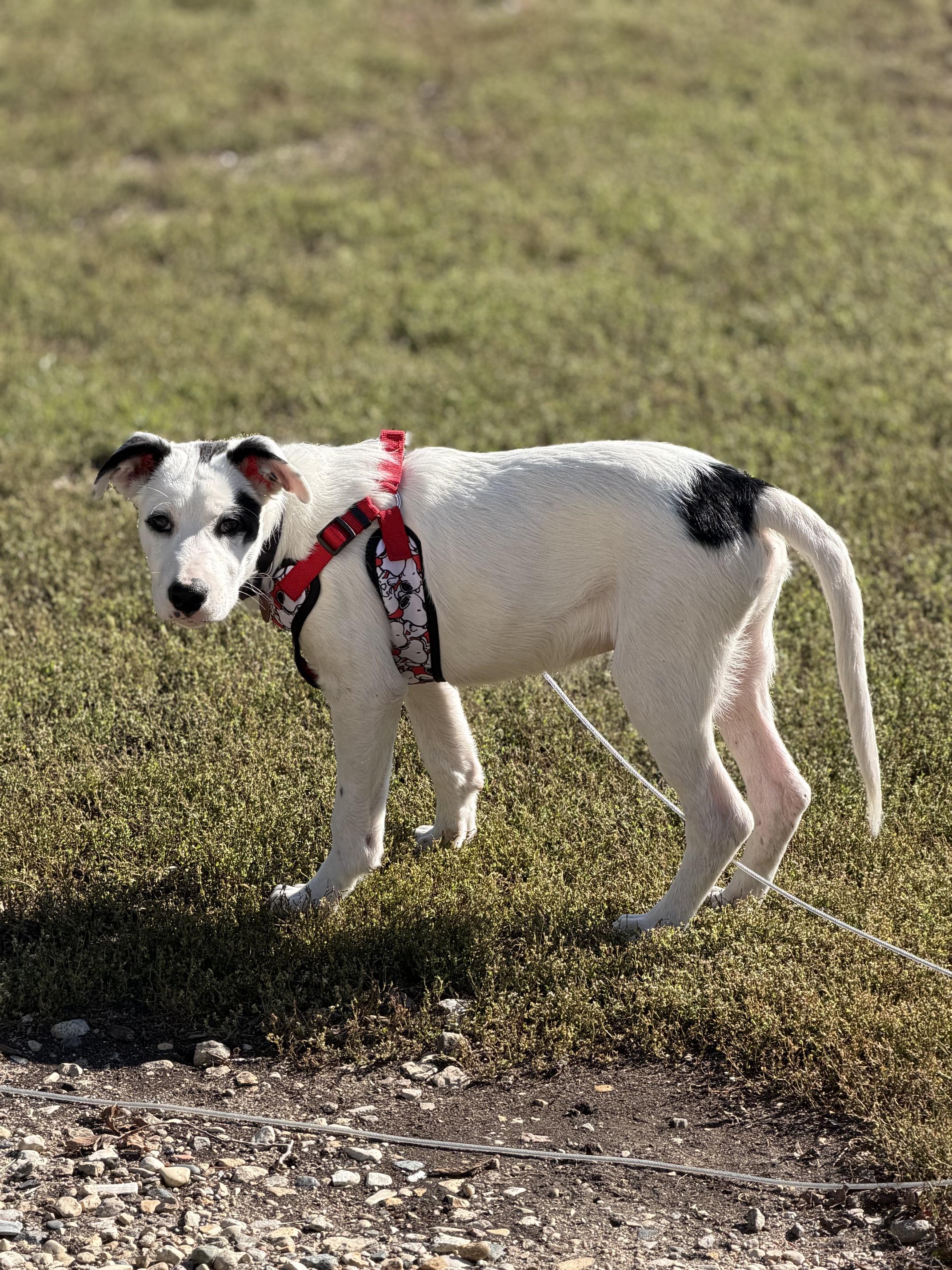 Enlarge Domino, a Adoptable Mixed Breed in Saskatoon, SK image 6/6