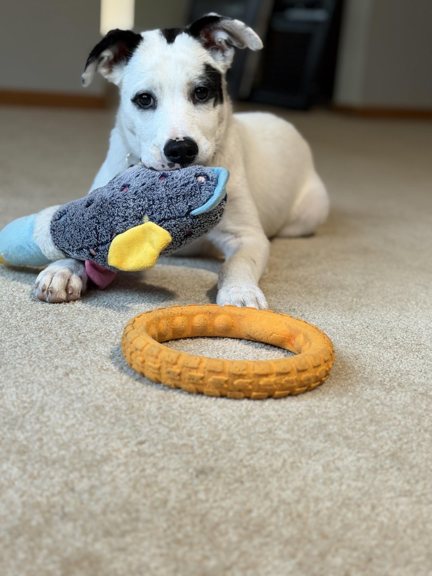 Enlarge Domino, a Adoptable Mixed Breed in Saskatoon, SK image 2/6
