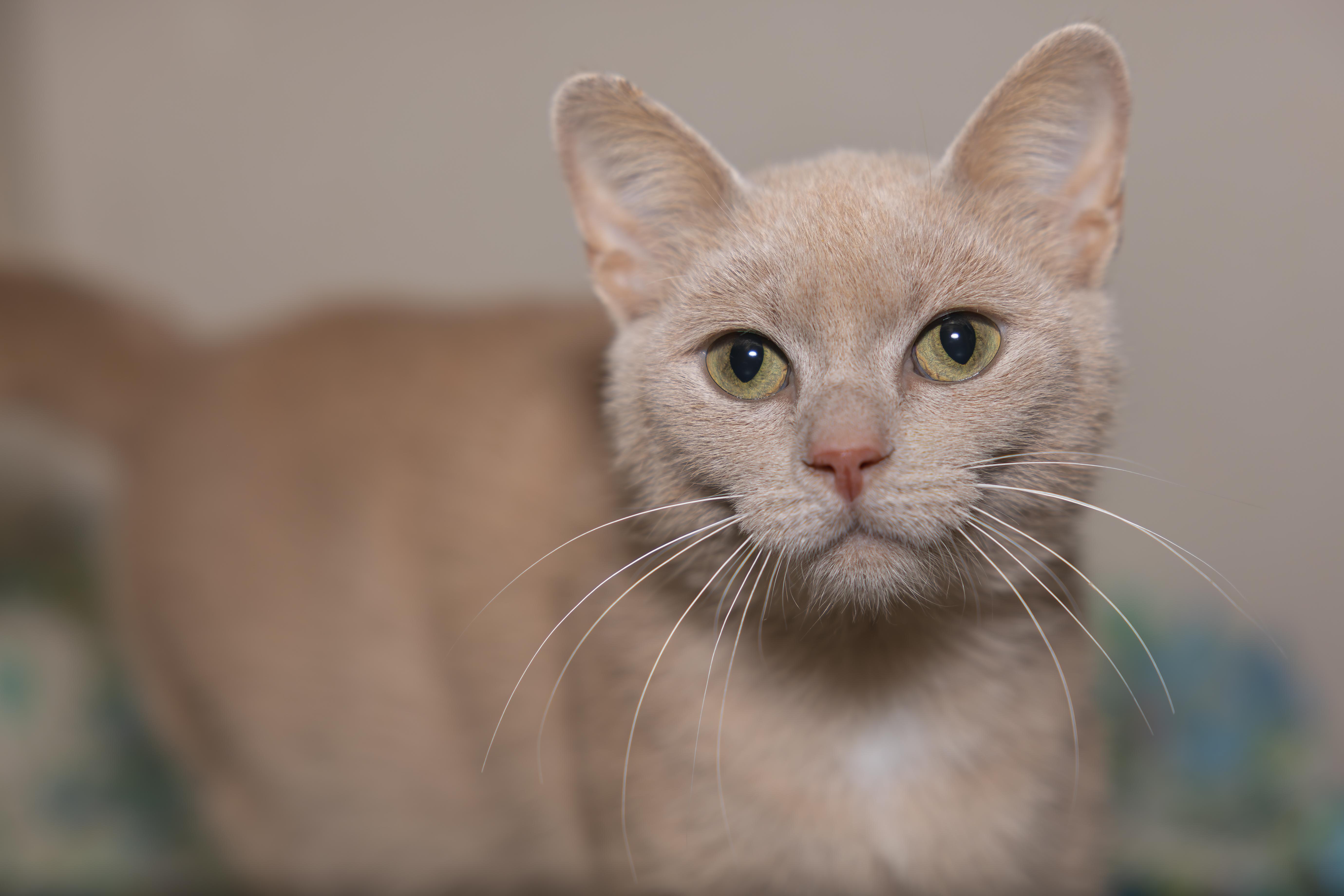 Enlarge Daphnea, a Adopted Domestic Short Hair in Kirkland Lake, ON image 1/3