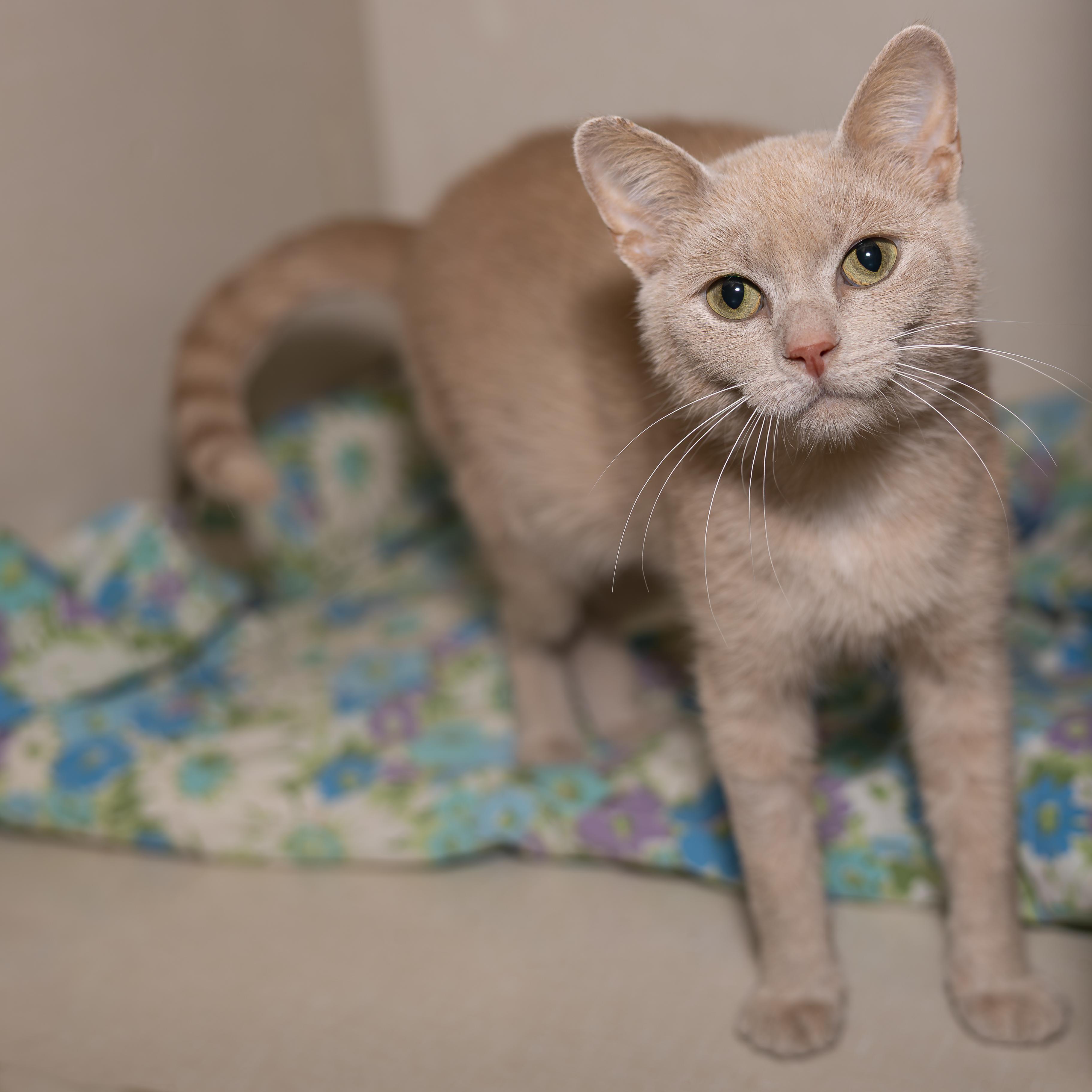 Enlarge Daphnea, a Adopted Domestic Short Hair in Kirkland Lake, ON image 2/3