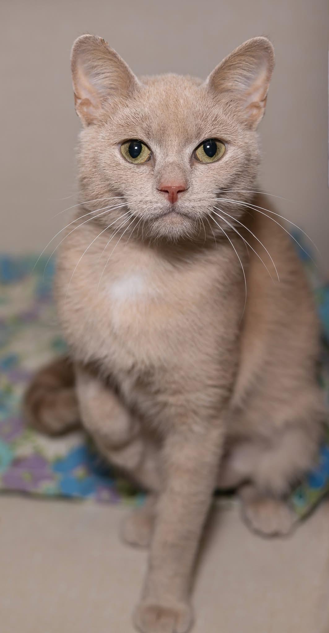 Enlarge Daphnea, a Adopted Domestic Short Hair in Kirkland Lake, ON image 3/3