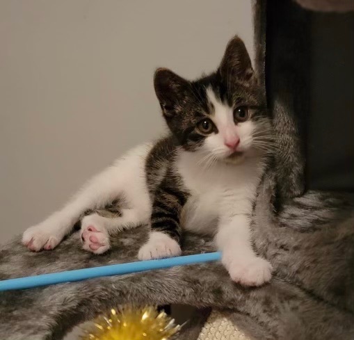 Astro, Adopted, Kitten Male Domestic Short Hair.