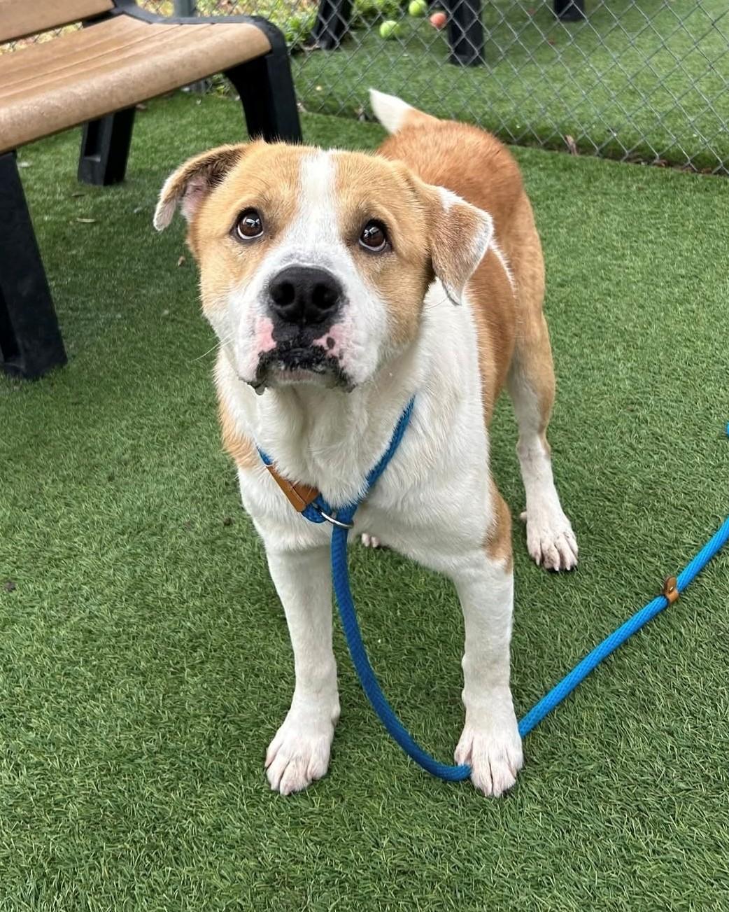 Enlarge Kyro, a ADOPTABLE Mixed Breed in South Kingstown, RI image 2/2