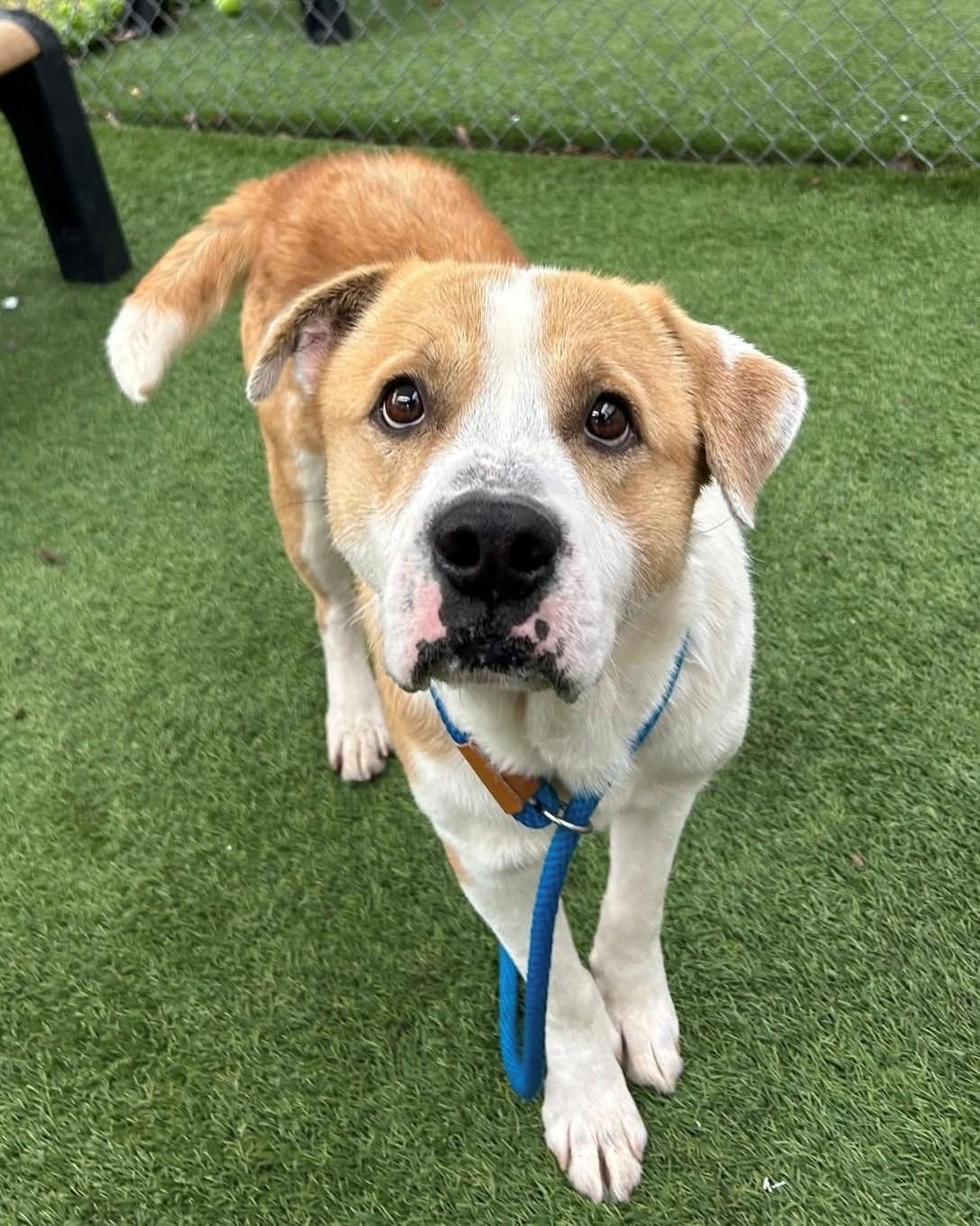 Kyro, ADOPTABLE, Adult Male Mixed Breed.