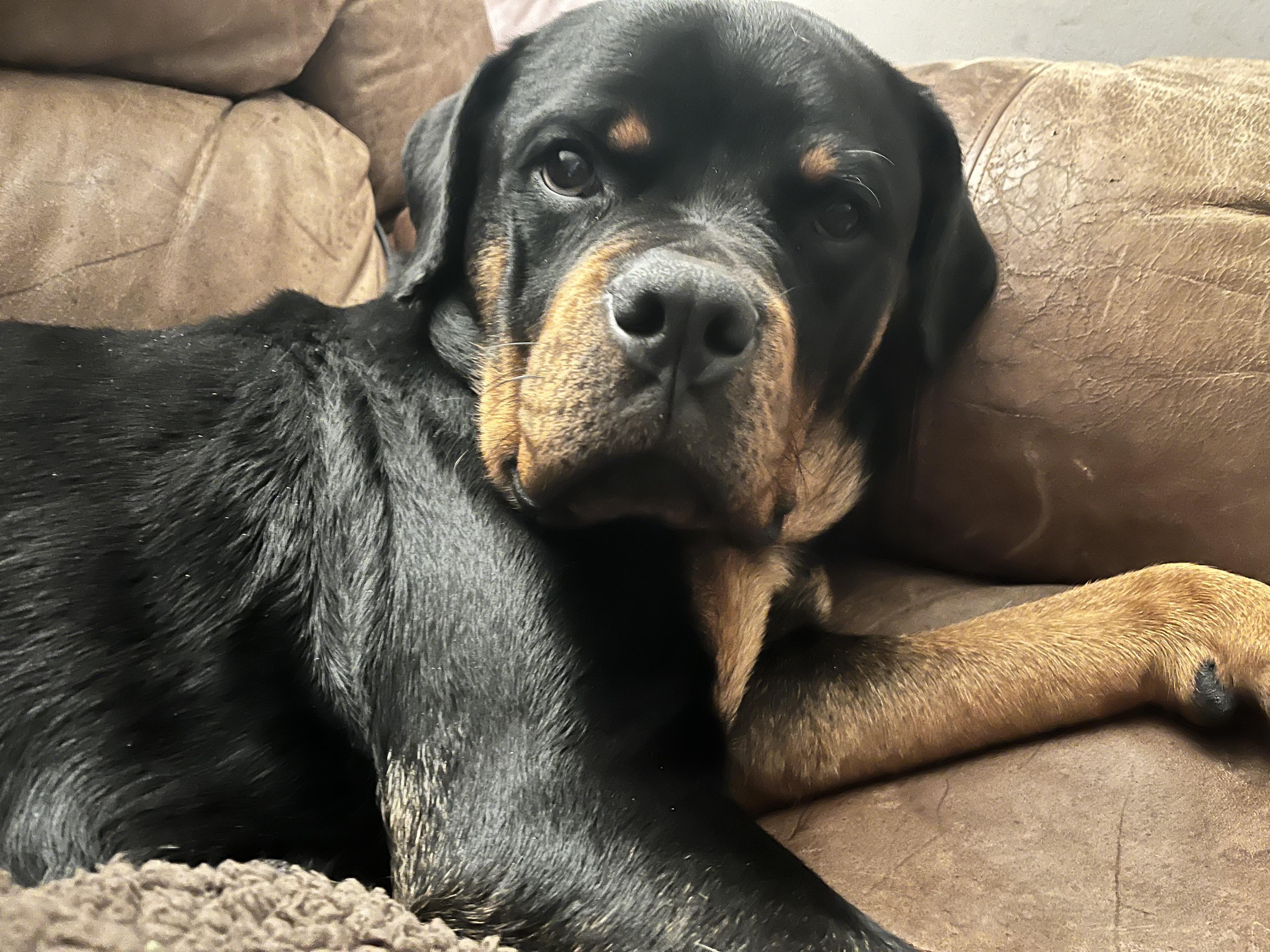 POPPY, a Adoptable Rottweiler in Floyd, VA image 3/6