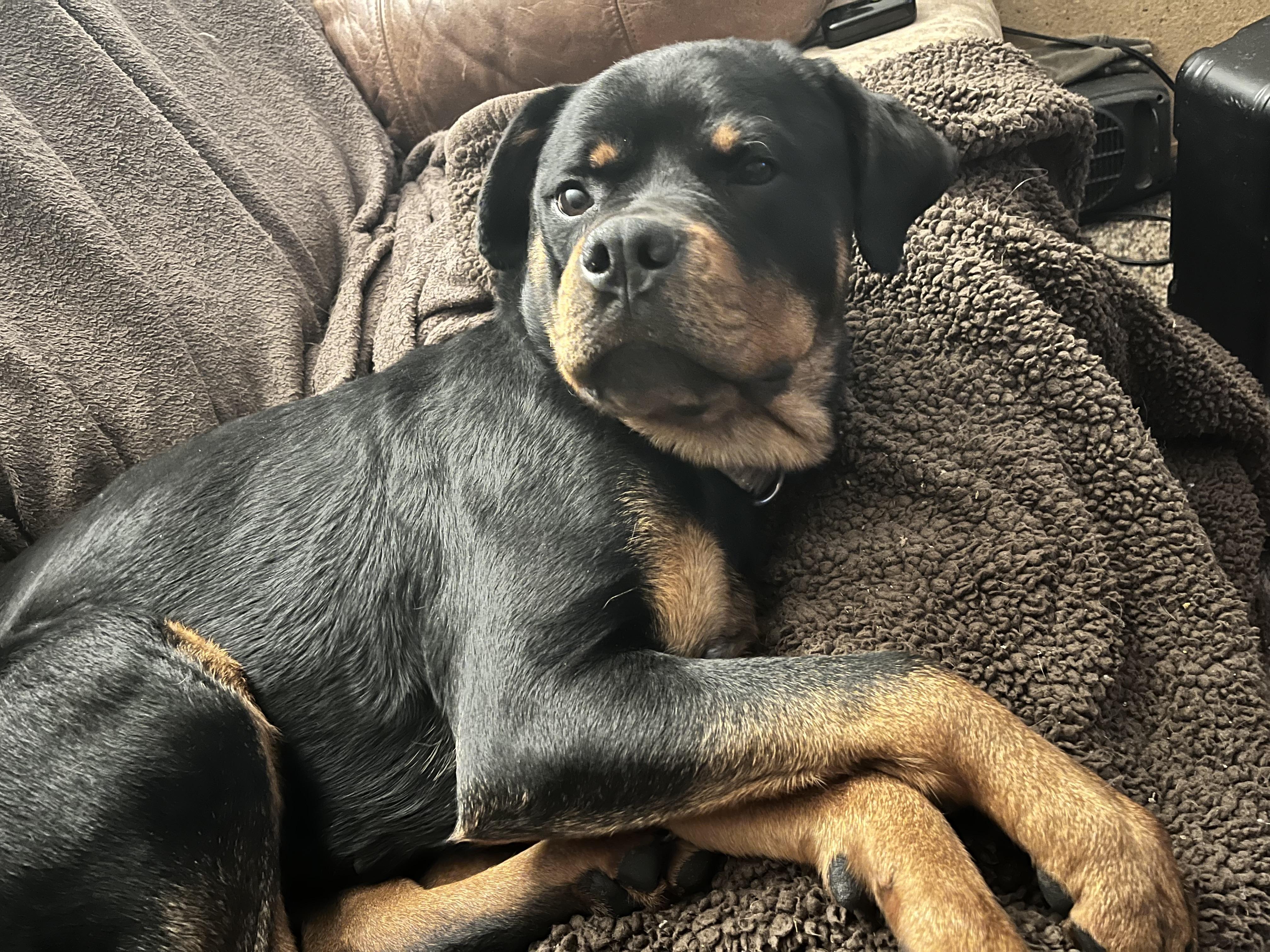 POPPY, a Adoptable Rottweiler in Floyd, VA image 4/6