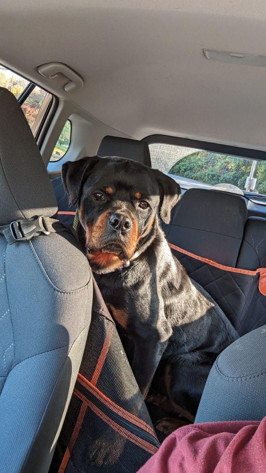 POPPY, a Adoptable Rottweiler in Floyd, VA image 5/6