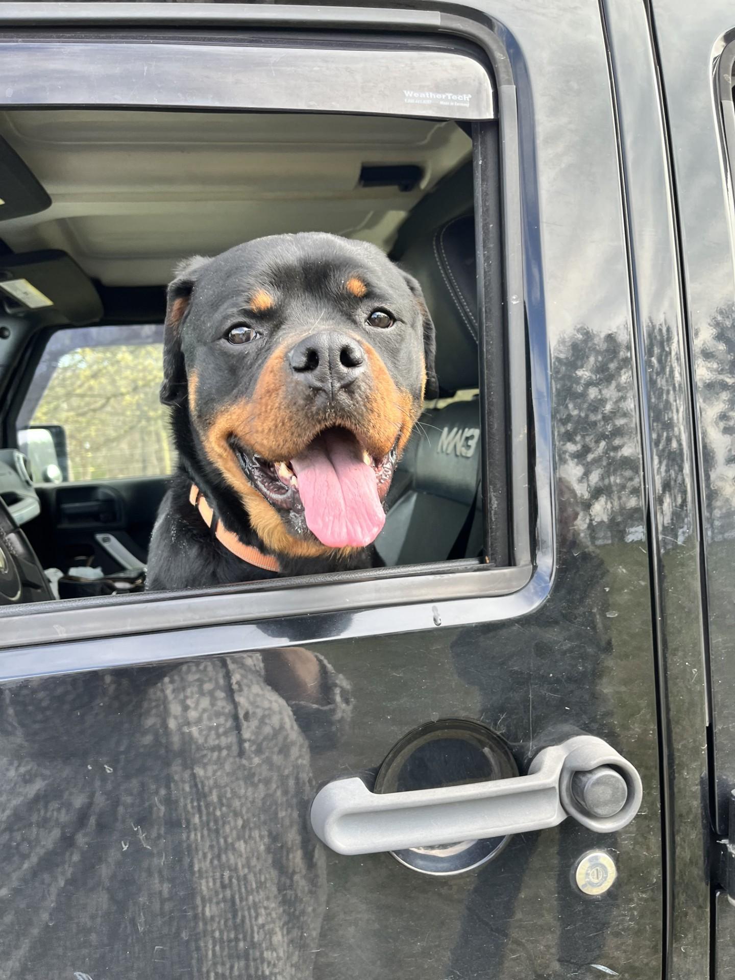 POPPY, Adoptable, Adult Female Rottweiler.