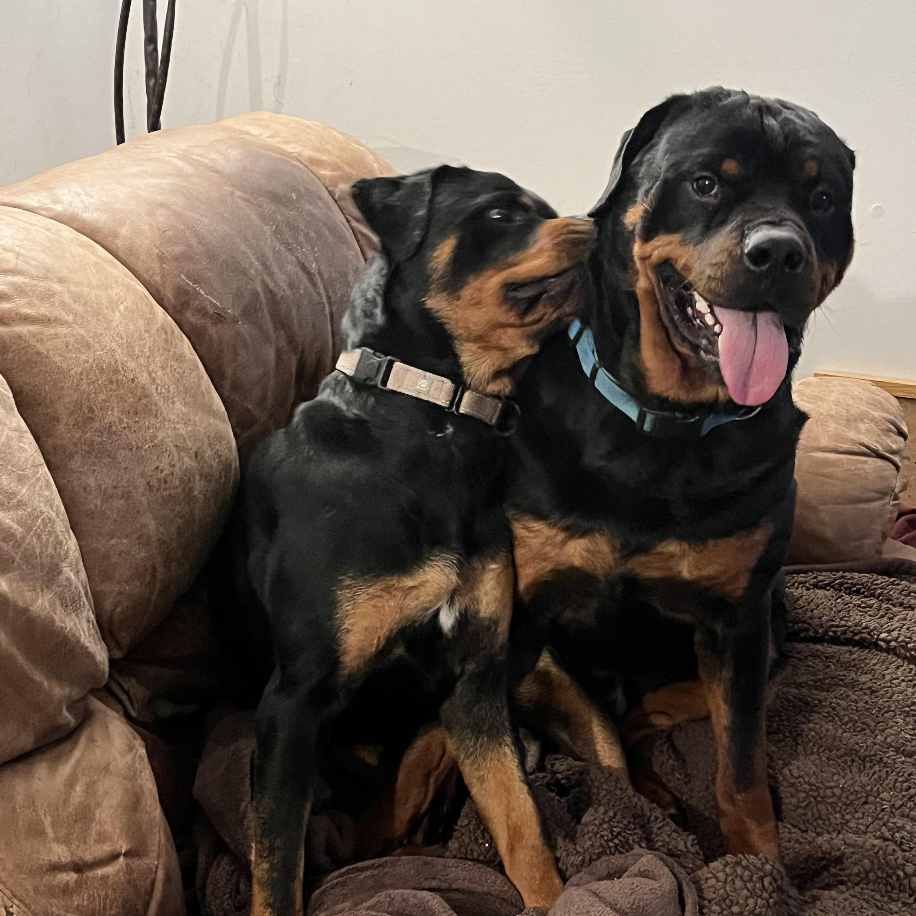POPPY, a Adoptable Rottweiler in Floyd, VA image 6/6