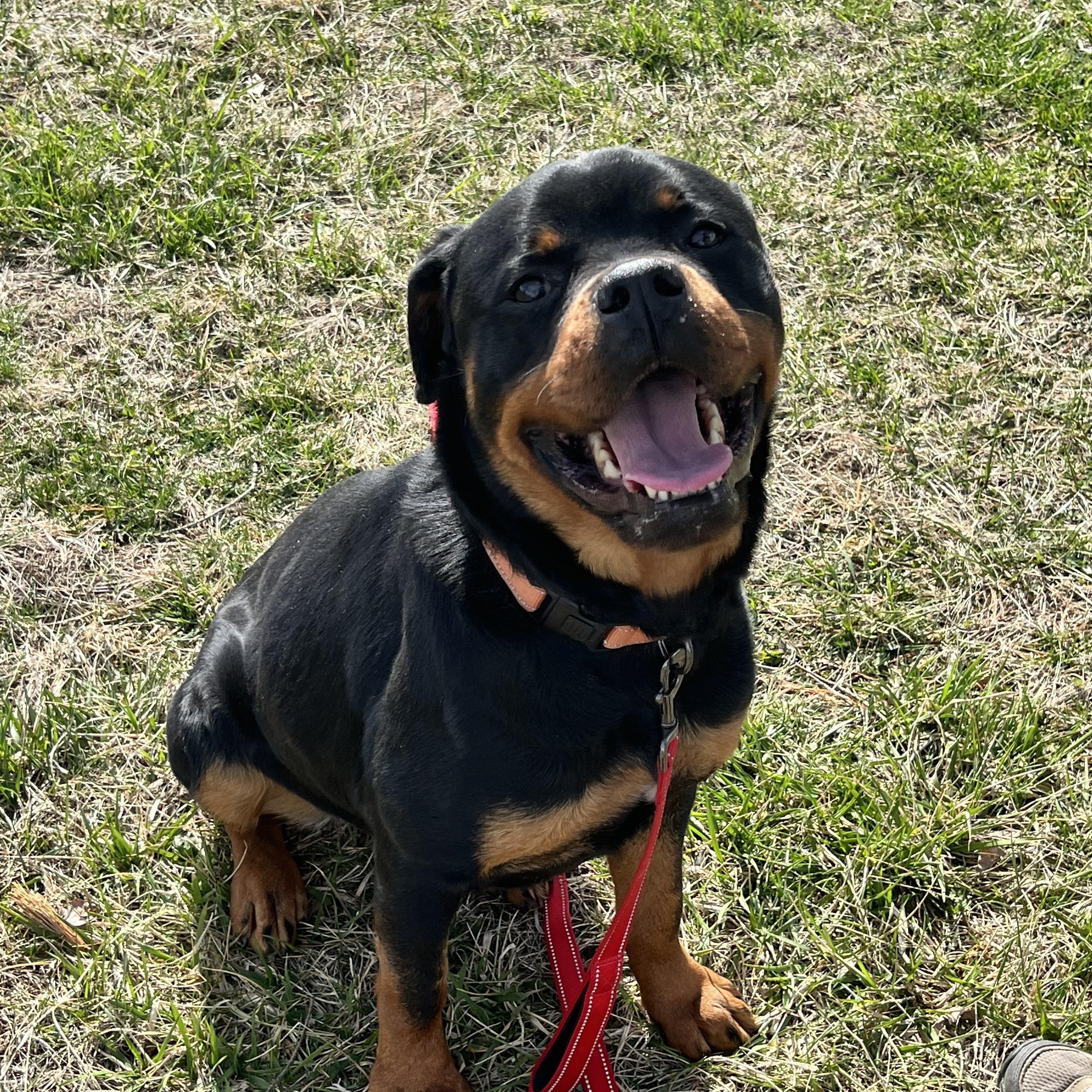 POPPY, a Adoptable Rottweiler in Floyd, VA image 2/6