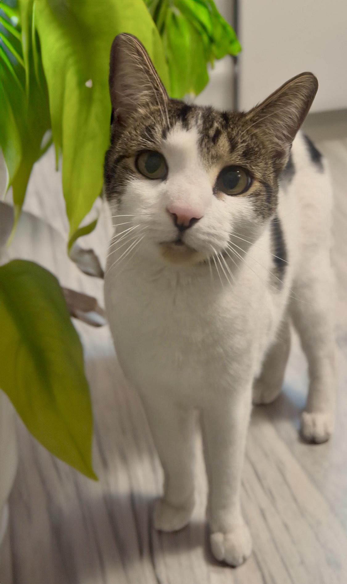 Enlarge Hans, an adoptable mixed breed in Cedars, PA image 2/4