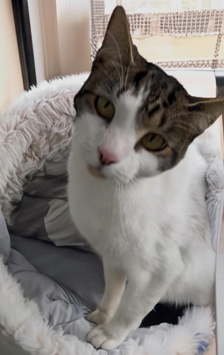 Enlarge Hans, an adoptable mixed breed in Cedars, PA image 4/4